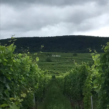 Appartement Schwalmala Calme Au Coeur Du Vignoble Pfaffenheim
