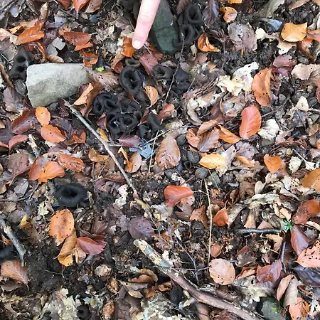 Schwalmala Calme Au Coeur Du Vignoble *