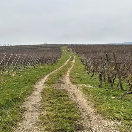Schwalmala Calme Au Coeur Du Vignoble Appartement
