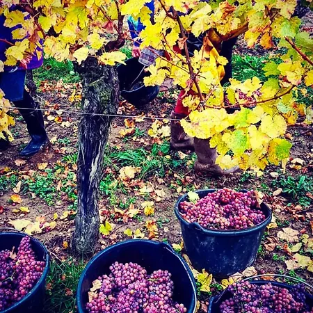 Schwalmala Calme Au Coeur Du Vignoble Appartement Pfaffenheim